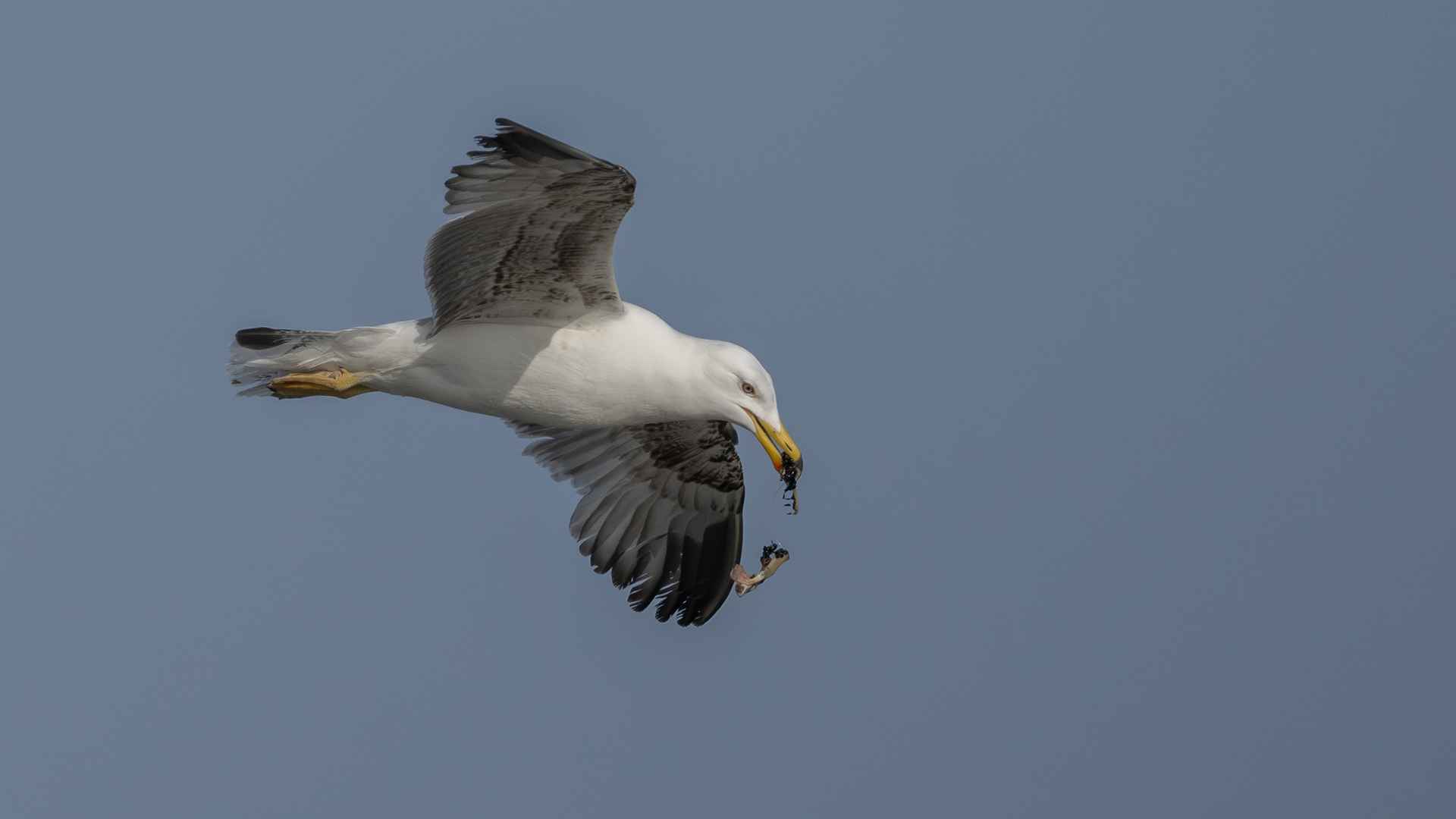 Yellow-legged Gull